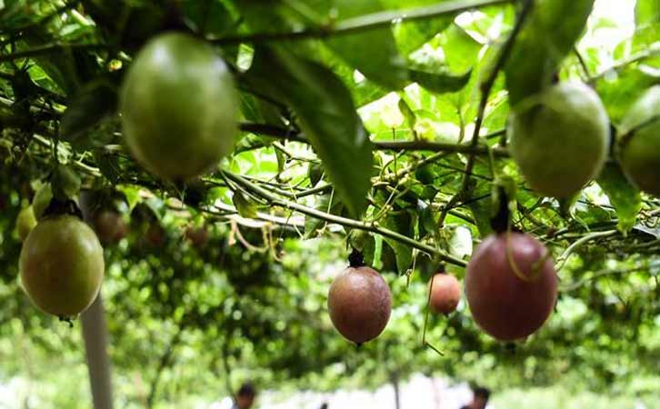 田林富麗水果種植專業合作社