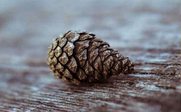 優質南方松木松果