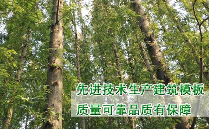 優質廠家推薦建筑模板廠家林世界木業